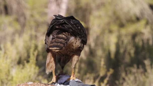 Gavilán Del Norte Accipiter Gentilis — Vídeo de stock