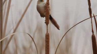 Sakallı baştankara, panurus biarmicus