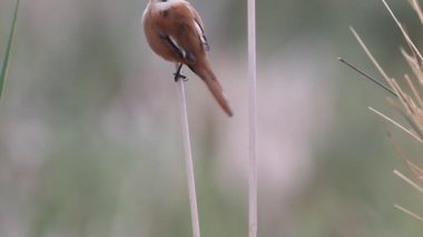 Sakallı baştankara, panurus biarmicus