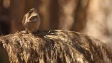 Sakallı baştankara, panurus biarmicus