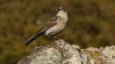 incir kuşu, anthus spinoletta