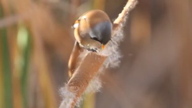 Sakallı baştankara, panurus biarmicus