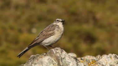 incir kuşu, anthus spinoletta