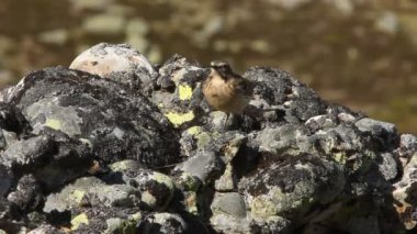 incir kuşu, anthus spinoletta