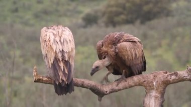 Griffon vulture and Black vulture, scavengers, Gyps fulvus, Aegypius monachus