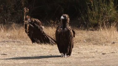 Kara Akbaba, leş yiyen, kuşlar, Aegypius monachus