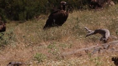 Kara Akbaba, leş yiyen, kuşlar, Aegypius monachus