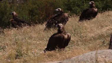 Kara Akbaba, leş yiyen, kuşlar, Aegypius monachus
