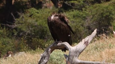 Kara Akbaba, leş yiyen, kuşlar, Aegypius monachus