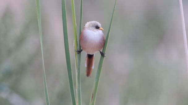 Синиця Вусата Panurus Biarmicus — стокове відео