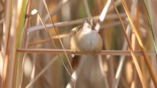 Roseau barbu, Panurus biarmicus 