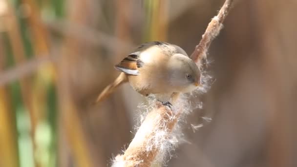 Reedling Barbudo Panurus Biarmicus — Vídeo de Stock