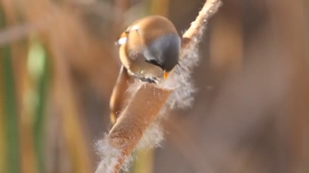 Reedling Barbudo Panurus Biarmicus — Vídeo de Stock