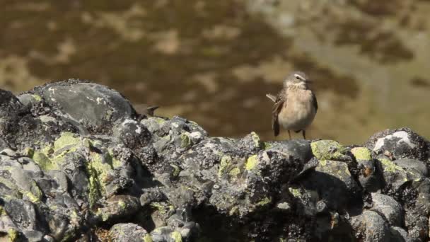 Anthus Spinoletta — 图库视频影像