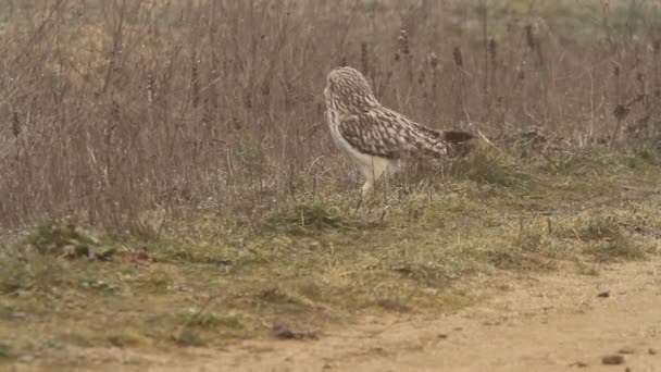 Gufo Dalle Orecchie Corte Gufi Rapaci Uccelli Asio Flammeus — Video Stock