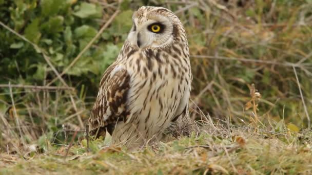 Hibou Des Marais Hibou Rapace Oiseau Asio Flammeus — Video