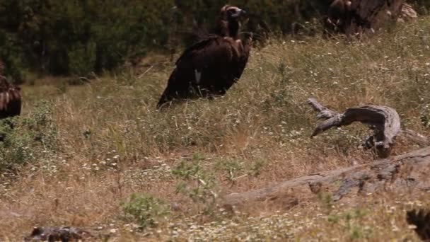 Sęp Czarny Padlinożerca Ptaki Aegypius Monachus — Wideo stockowe