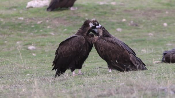 Avvoltoio Nero Scavenger Uccelli Aegypius Monachus — Video Stock