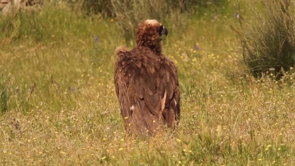 Kara Akbaba Leş Yiyen Kuşlar Aegypius Monachus — Stok video