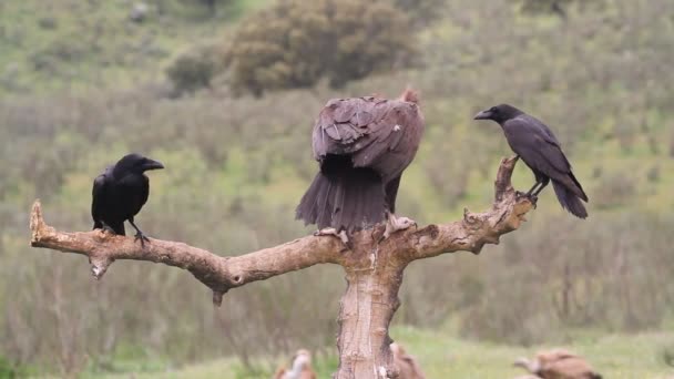 Black Vulture Scavenger Birds Aegypius Monachus — Stock Video