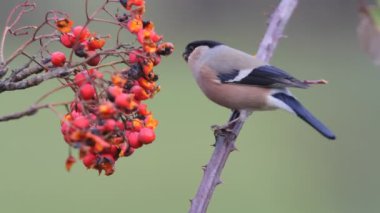 Bayağı şakrak kuşu, Pyrrhula pyrrhula