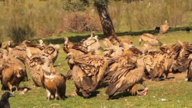 Griffon vulture and Black vulture, scavengers, Gyps fulvus, Aegypius monachus