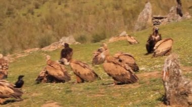 Griffon vulture and Black vulture, scavengers, Gyps fulvus, Aegypius monachus
