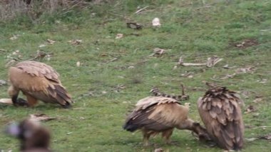 Griffon vulture and Black vulture, scavengers, Gyps fulvus, Aegypius monachus