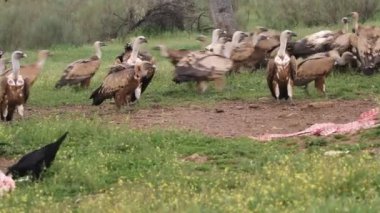 Griffon vulture and Black vulture, scavengers, Gyps fulvus, Aegypius monachus