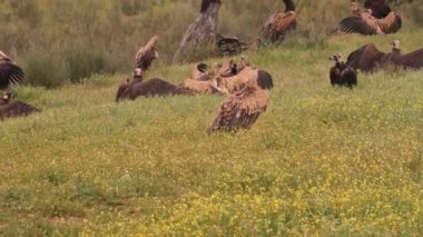 Griffon vulture and Black vulture, scavengers, Gyps fulvus, Aegypius monachus