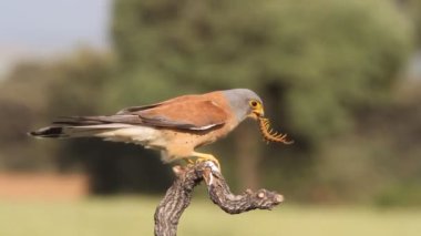 Küçük kerkenez, Falco naunanni
