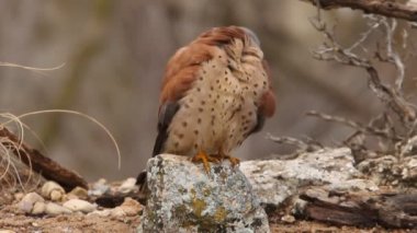 Küçük kerkenez, Falco naunanni