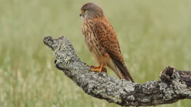 kerkenez, falco tinnunculus