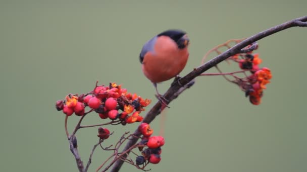 Bullfinch Eurasiano Pirrácula Pirrácula — Vídeo de Stock