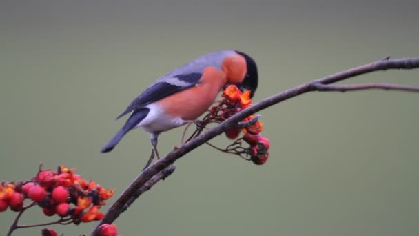 Hýl Obecný Turdus Turdus — Stock video