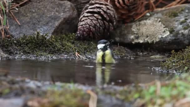 Great Tit Bathing Drinking Water Natural Spring Summer — Stockvideo