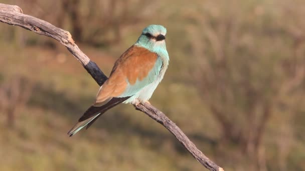 Coracias Garrulus Europeisk Rulle — Stockvideo