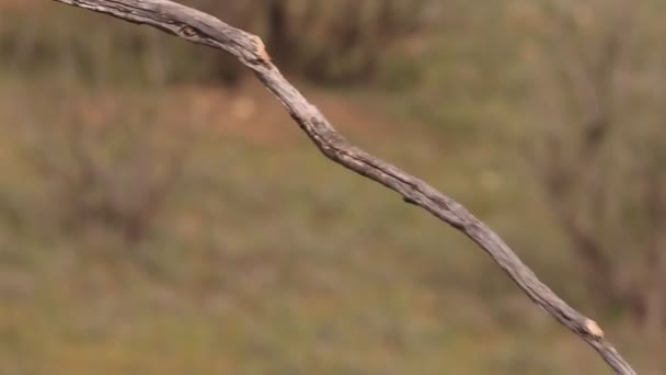 Coracias Garrulus European Roller — 图库视频影像