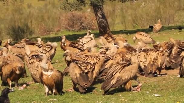 Avvoltoio Griffon Avvoltoio Nero Scavengers Gyps Fulvus Aegypius Monachus — Video Stock
