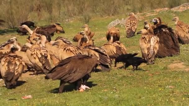 Griffon Vulture Black Vulture Scavengers Gyps Fulvus Aegypius Monachus — 图库视频影像