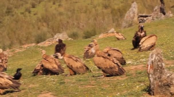 Griffon Vulture Black Vulture Scavengers Gyps Fulvus Aegypius Monachus — 图库视频影像