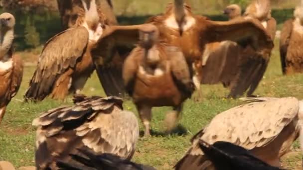 Griffon Vulture Black Vulture Scavengers Gyps Fulvus Aegypius Monachus — стокове відео