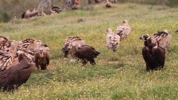 Griffon Vulture Black Vulture Scavengers Gyps Fulvus Aegypius Monachus — Stockvideo