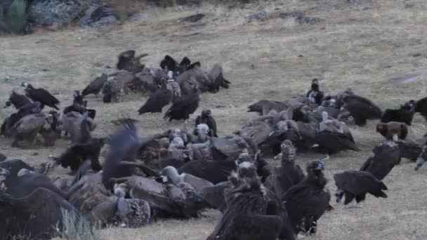 Griffon Vulture Black Vulture Scavengers Gyps Fulvus Aegypius Monachus — Stockvideo