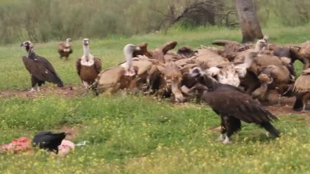 Griffon Vulture Black Vulture Scavengers Gyps Fulvus Aegypius Monachus — Stok video