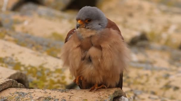 Pequeño Cernícalo Falco Naunanni — Vídeo de stock