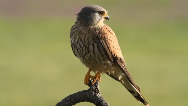 Frequentes Kestrel Falco Tinnunculus — Vídeo de Stock