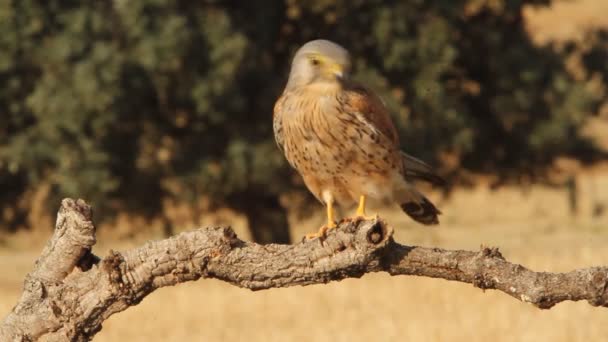 Frequentes Kestrel Falco Tinnunculus — Vídeo de Stock