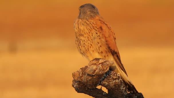 Frequentes Kestrel Falco Tinnunculus — Vídeo de Stock