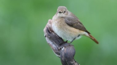 ortak kızılkuyruk, phoenicurus phoenicurus